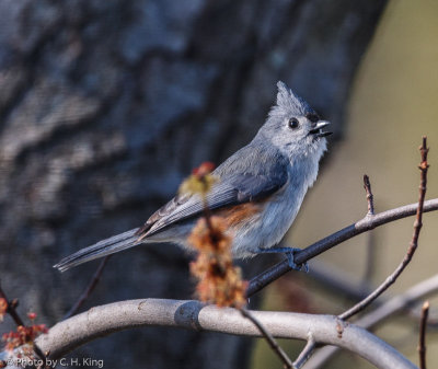 Tufted Titmouse