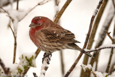 House Finch - Male