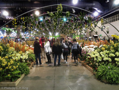 Surrounded by Orchids
