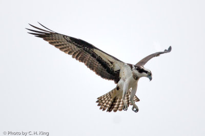 Osprey - Female