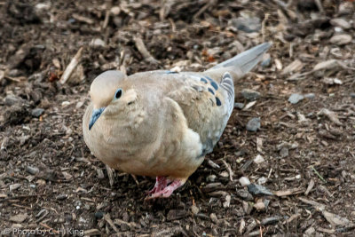 Mourning Dove