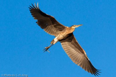 Great Blue Heron