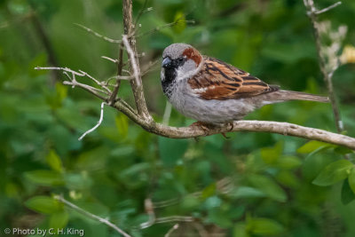 House Sparrow