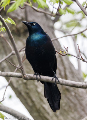 Common Grackle