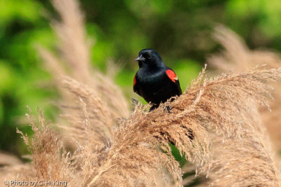 Red-winged Blackbird