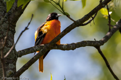 Baltimore Oriole