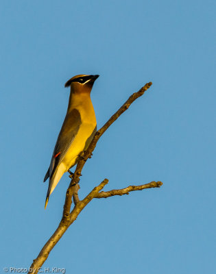 Cedar Waxwing