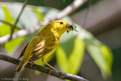 Yellow Warbler