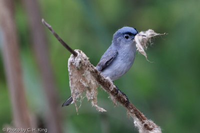 Blue-gray Gnatcatcher