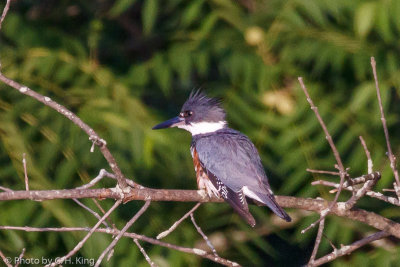 Belted Kingfisher - female