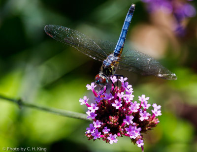 Dragon Fly - Blue Dasher