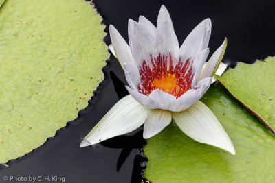 Water Lily - Day Blooming