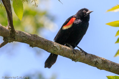Red-winged Blackbird