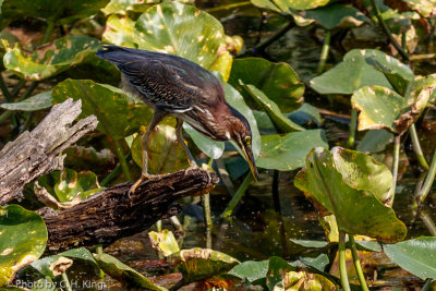 Green-backed Heron