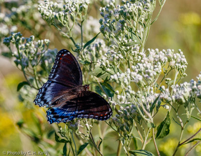 Red-spotted Purple Butterfly