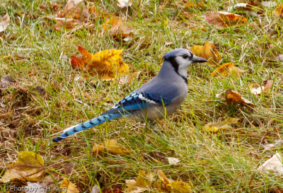 Blue Jay