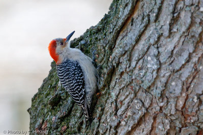Red-bellied Woodpecker - Female
