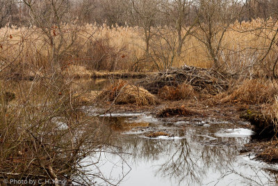 Beaver Lodge