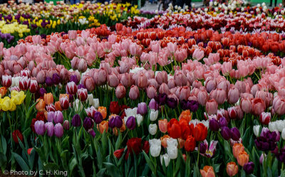 Water for Tulips