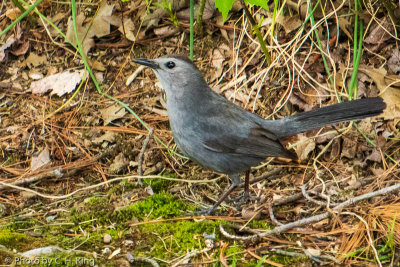 Gray Catbird