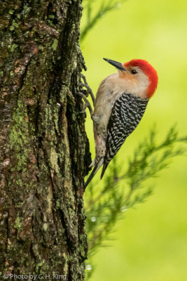 Red-bellied Woodpecker - Male