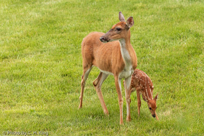 Doe & Spotted Fawn