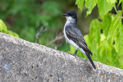 Eastern Kingbird