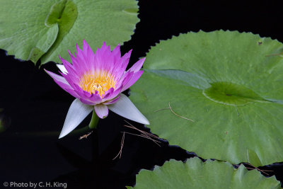 Day Blooming Water Lily