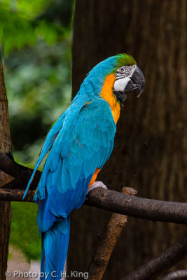 Blue & Gold Macaw