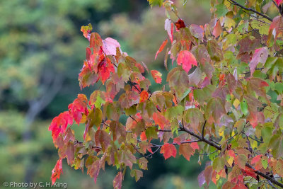 Early Autumn Color