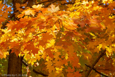 Autumn Color - From Light Green to Golden Yellow