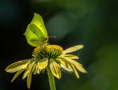 Brimstone Butterfly - Citroenvlinder