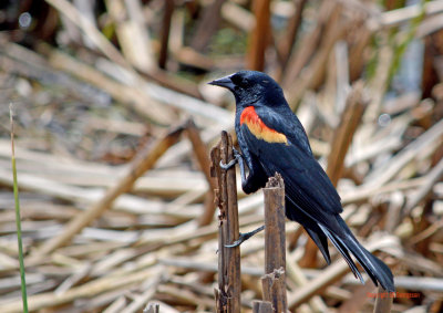 Red Wing Blackbird