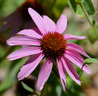 Echinacea