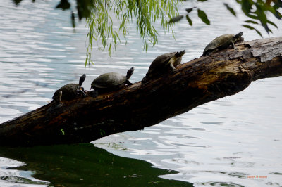 Miscellaneous Texas River turtles
