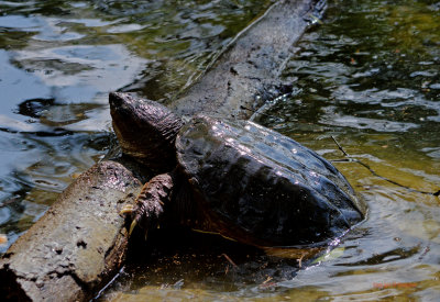 Common Snapping Turtle