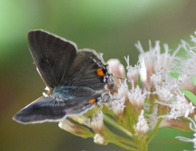 Gray Hairstreak with wings extended
