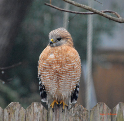 Red Shouldered Hawk