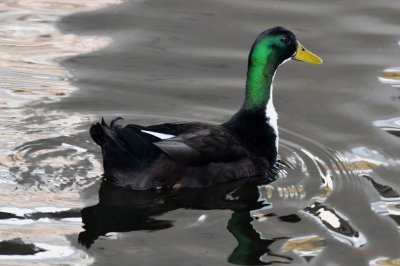 Duck - Black Swedish Male