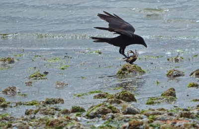 Crow with seafood dinner!