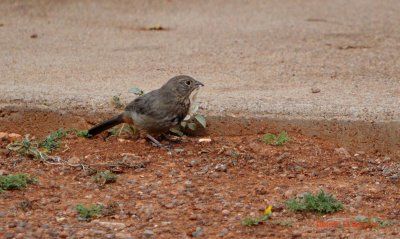 House Finch