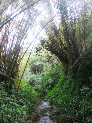 Bamboo Stream