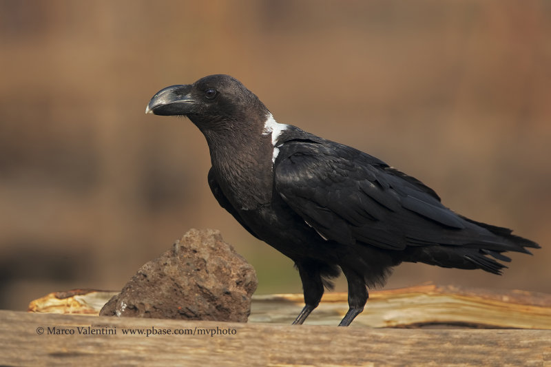 White-naked raven - Corvus albicollis