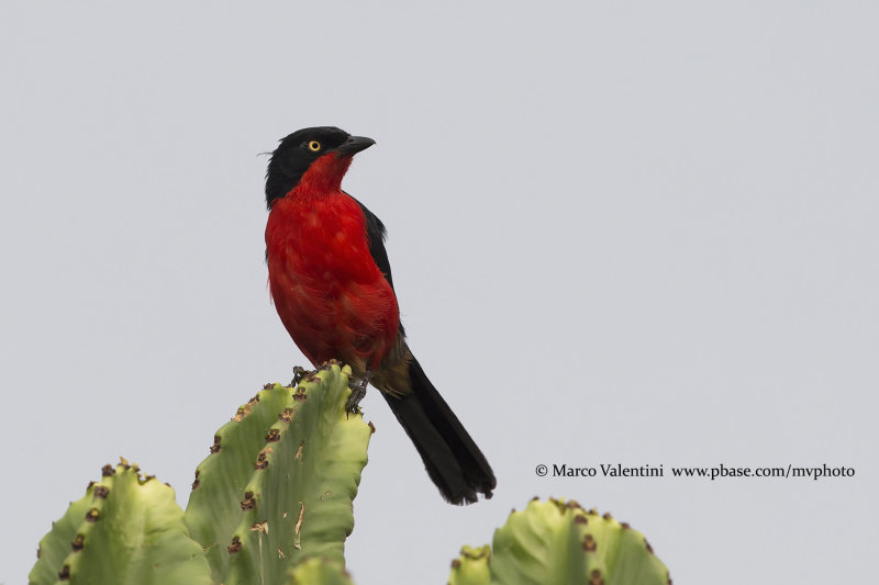 Black-headed Gonolek - Laniarius erythrogaster