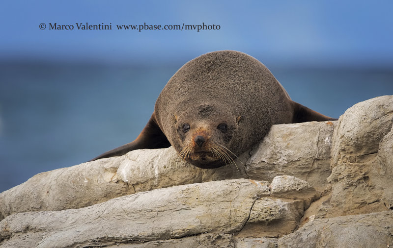 New Zealand fur-seal - Arctocephalus forsteri