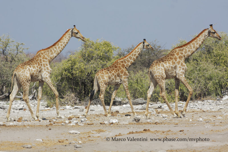 Angolan Giraffe - Giraffa camelopardalis angolensis