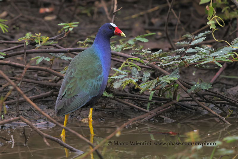 Purple gallinule - Porphyrula martinica