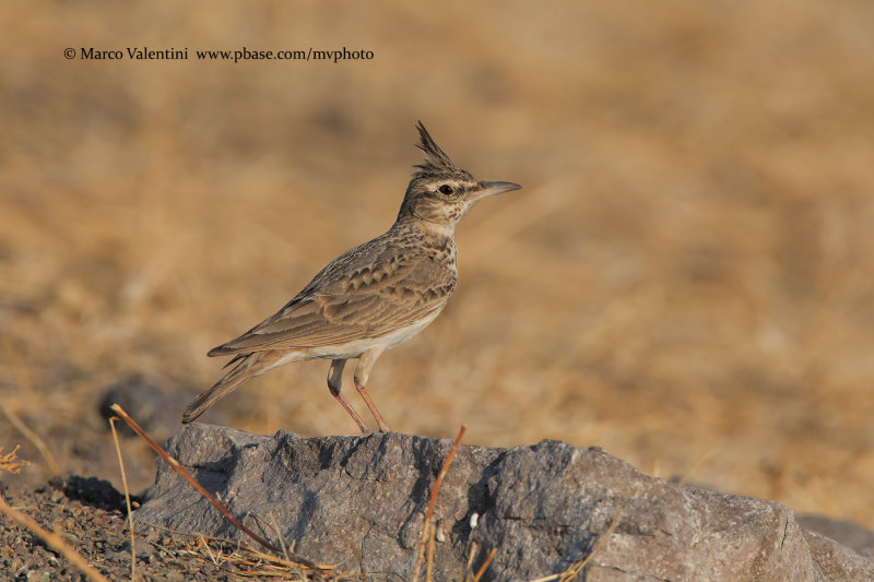Cresterd lark - Galerida cristata