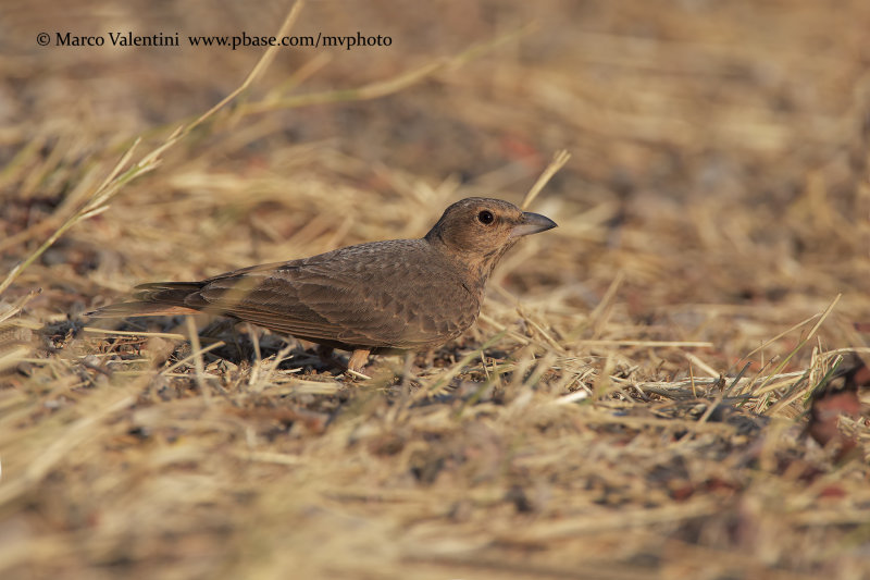 Rufous-tailed Lark - Ammomanes phoenicurus