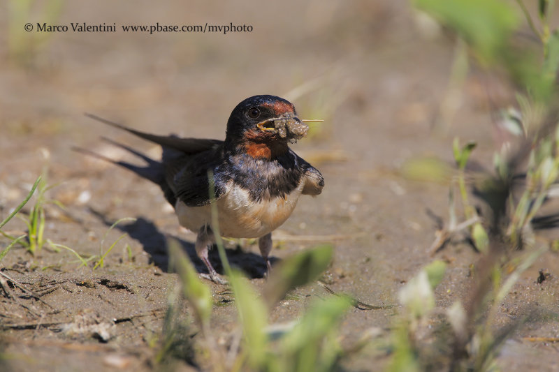 Eurasian swallow - Hirundo rustica